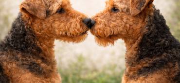 Airedale – Accoppiamento eseguito. Il 28 verifica ecografica.