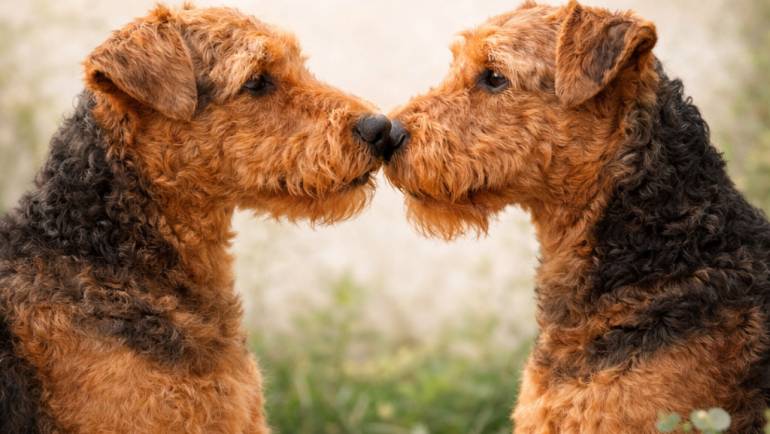 Airedale – Accoppiamento eseguito. Il 28 verifica ecografica.