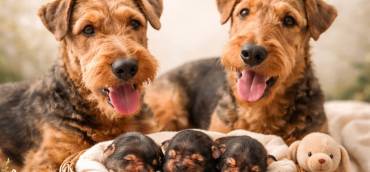 Airedale – Ci siamo! Arriveremo il 22 maggio.